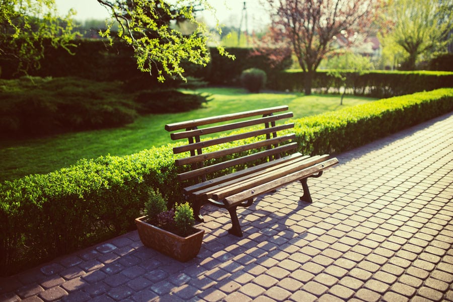 haie jardin