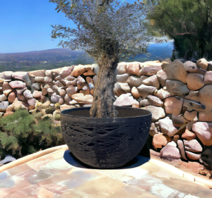 Jardinière demi-sphère Unknown Nordic avec un olivier dedans